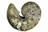 Iridescent Ammonite (Jeletzkytes) Fossil - South Dakota #180804-1